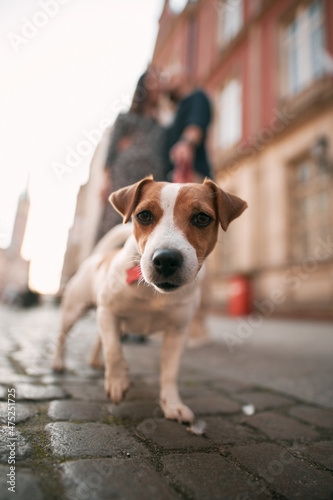 Close-up of a curious Jack Russell Terrier dog with a young couple in the background. Concept of a loving family with the dog.