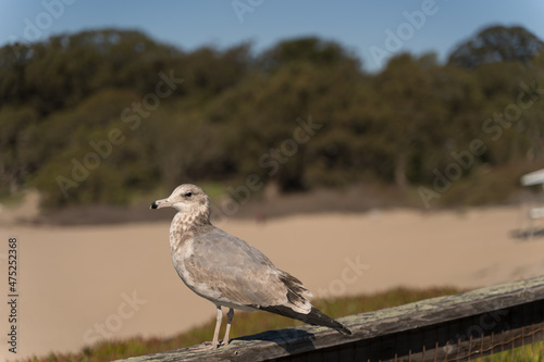 Closeup shot of a seagull on the old wooden fence on a sunny day at the beach of California