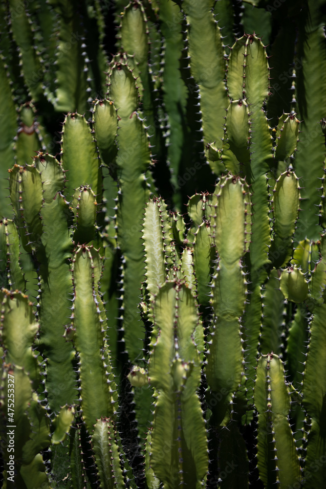 Cactus backdround, cacti design or cactaceae pattern. Cactus backdround, cacti design or cactaceae pattern.