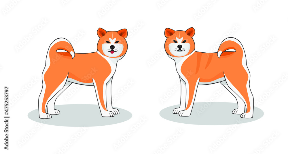 Smart young Akita dog or Akita inu from northern japan drawing in cartoon vector