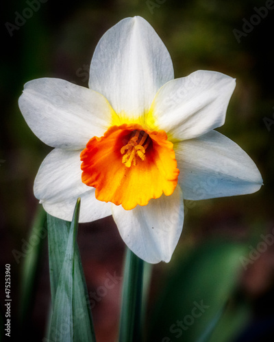 Fotografie, Obraz Closeup of a beautiful narcissus flower in a garde