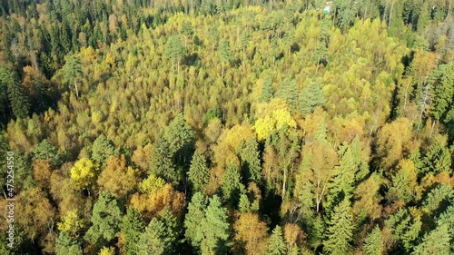 Autumn forest aerial drone view