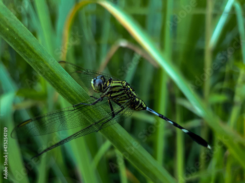 Commond dragonfly on craspedia under the sunlight on a leaf with a blurry free photo