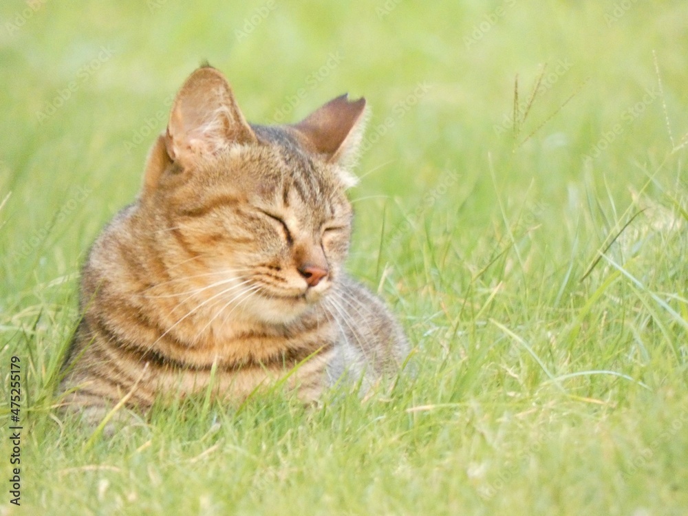 草むらの中でリラックスしている野良猫