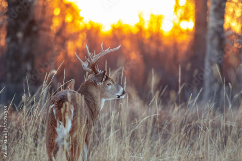 Foto White-tailed deer, Odocoileus virginianus, also known as the whitetail or Virginia deer