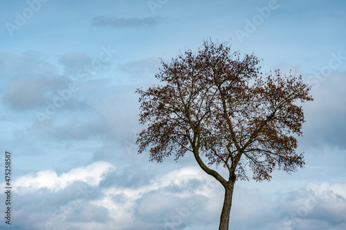 Ein Baum vor einem bew  lkten Himmel mit Wolken