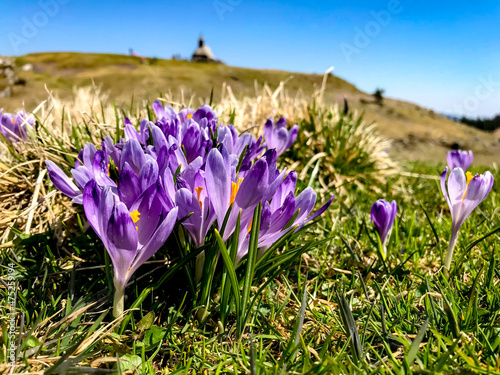 Blooming crocuses on Velika Planina (Big Pasture Plateau) in Slovenia, Spring is coming to the Kamnik-Savinja Alps