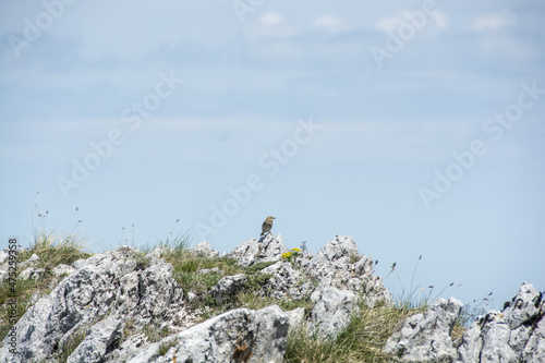 A small bird, Anthus trivialis (Tree Pipit) photo