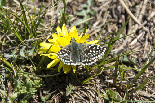 Pyrgus malvae butterfly (Grizzled Skippers), Suva Planina in Serbia photo
