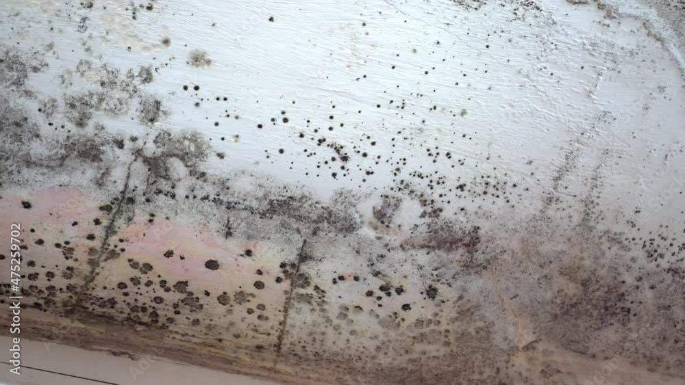 Stachybotrys chartarum also known as black mold or toxic black mold. The mold in cellulose-rich building materials from damp or water-damaged buildings