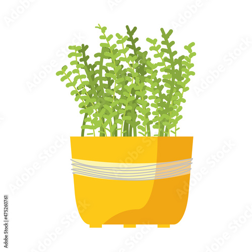pretty plant design