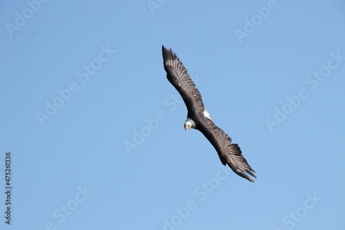 Bald Eagle In Flight