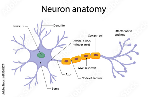 Types of neurons isolated on white background in cartoon style