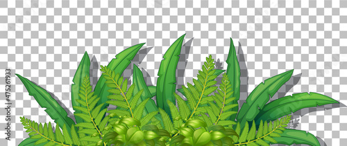 Tropical plant on transparent background