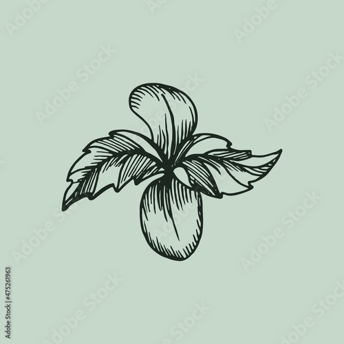 Hemp plant. Cannabis sprout. Concept of organic product. Isolate ink sketch of cannabis. Hand drawn vector illustration.