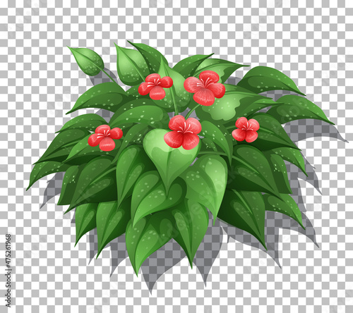 Tropical plant on transparent background