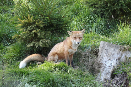 red fox mammal, wild animal