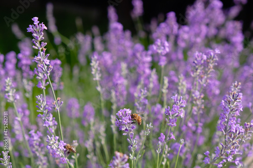 Bees among lavender flowers. Lavender is the honey flower.