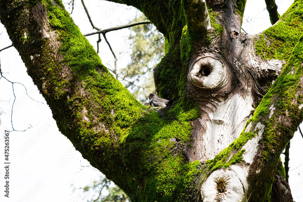 Obraz premium tree trunk covered with moss on a sunny spring day, a blackbird sits between the branches