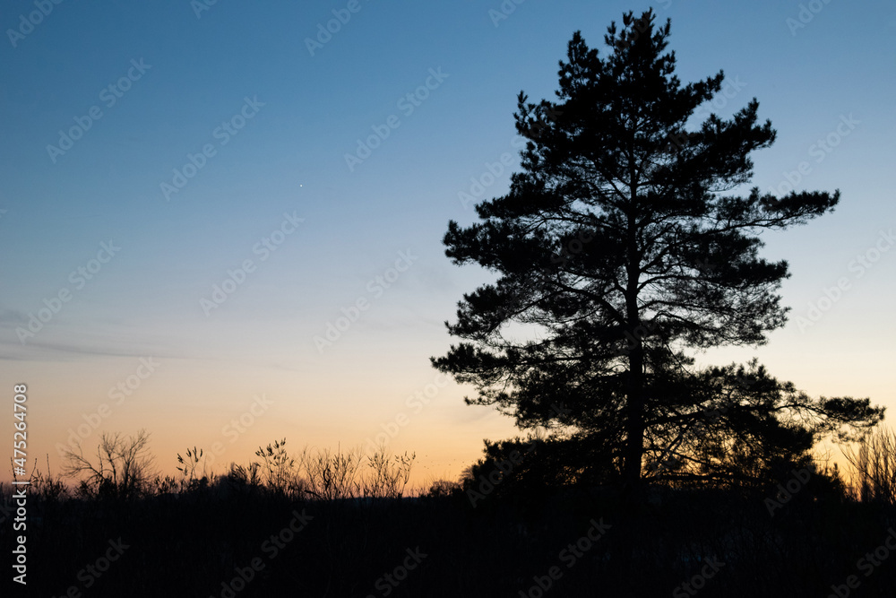 gradient amazing sunset sky, and black contrasted pine tree in frontground gradient amazing sunset sky, and black contrasted pine tree in frontground
