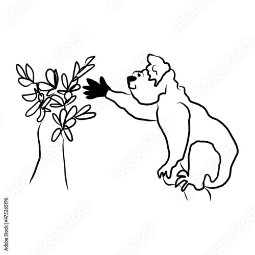 Cute hand-drawn koala. A funny little animal from the rainforest. The Australian bear reaches for the foliage . outline of the line. Vector illustration of animal doodle. Isolated on white.