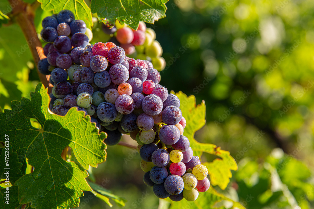 Grappe de raisin dans les vignes au soleil.