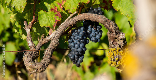 Tableau sur toile Grappe de raisin noir dans les vignes, cépage Gamay.