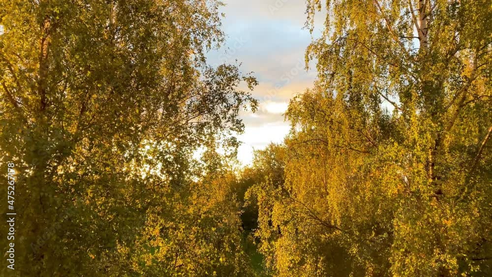 birch trees with yellow autumn leaves bathed in the warm morning sun birch trees with yellow autumn leaves bathed in the warm morning sun