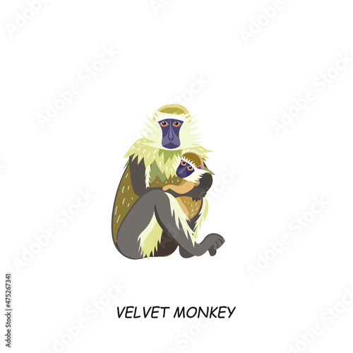 Velvet Monkey. African animal. Vector illustration isolated on white background.