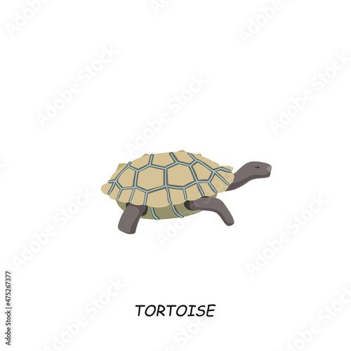 Tortoise. African animal. Vector illustration isolated on white background.