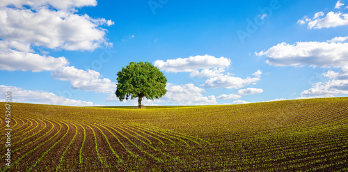 Paysage de campagne, arbre au milieu d'un champ de culture du maïs. © Thierry RYO