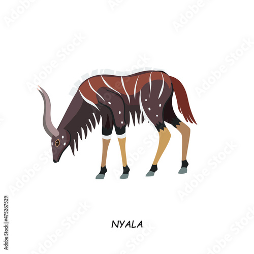 Nyala. African animal. Vector illustration isolated on white background. photo