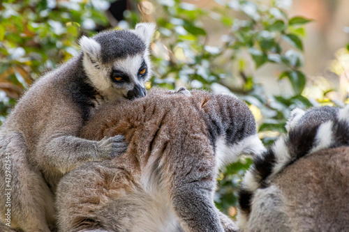 Lemurs hugging each other