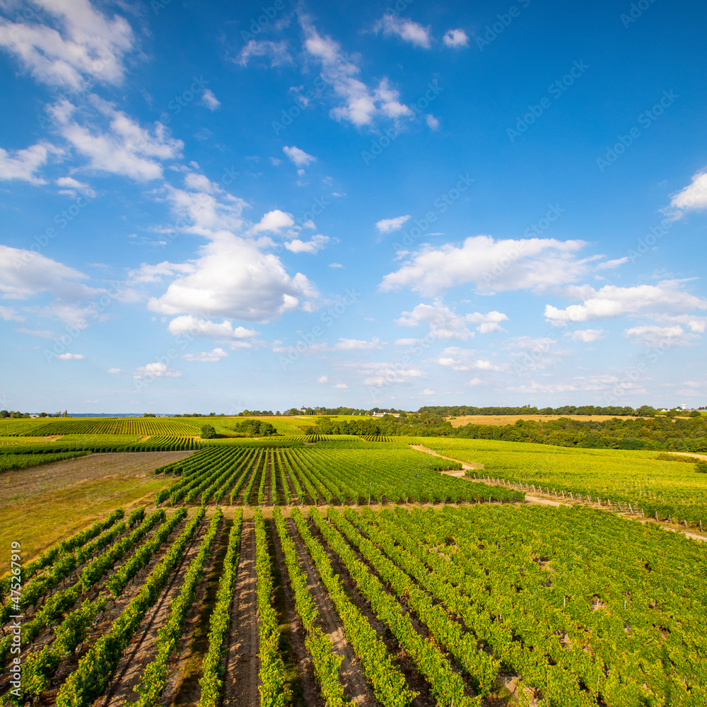 Paysage viticole, vignoble et vignes en France au printemps.