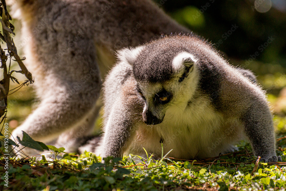 Fototapeta premium portrait of lemur