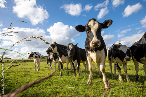 Troupeau de vaches laitières en campagne les pieds dans l'herbe verte au printemps. © Thierry RYO