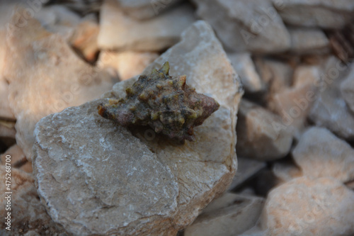Closeup shot of Hexaplex trunculus (Banded Dye-Murex) on the piece of stone on the beach photo