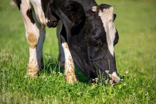Vache laitière en train de brouter l'herbe verte au milieu de la prairie. © Thierry RYO