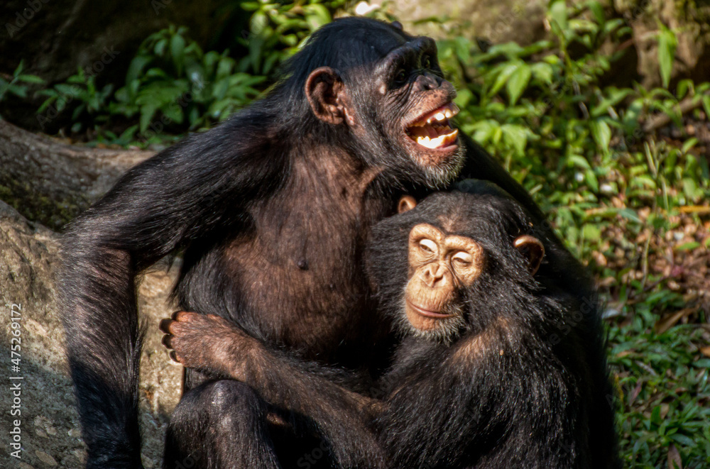 Naklejka premium chimpanzee mad about other chimpanzee