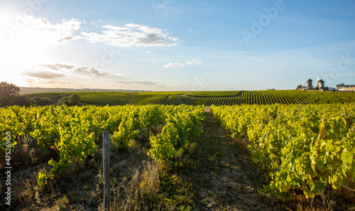 Paysage de vigne en Anjou, les moulins d'Ardenay dans le Layon, France. photo