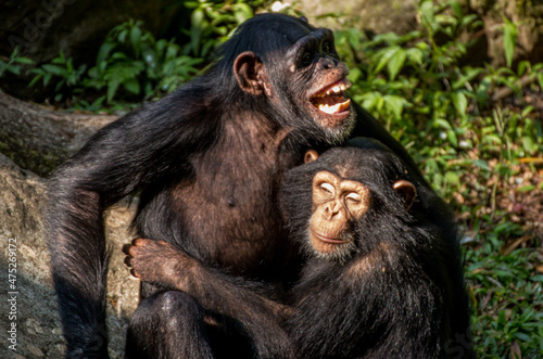 chimpanzee mad about other chimpanzee