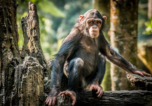 Fototapeta Naklejka Na Ścianę i Meble -  Portrait of a chimpanzee 
