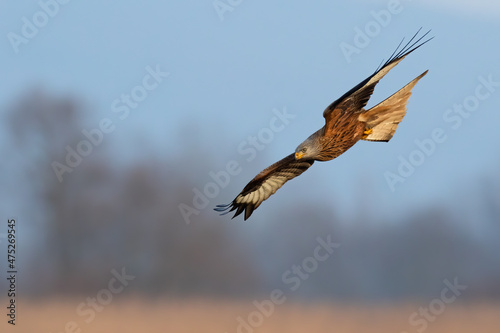 Majestic red kite, milvus milvus, landing on field in autumn nature. Bird of prey with open wings flying in the sky in fall. Feathered predtor hovering over the meadow.