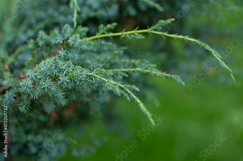 Wide green spruce branches in spring with young shoots and cones that have just appeared