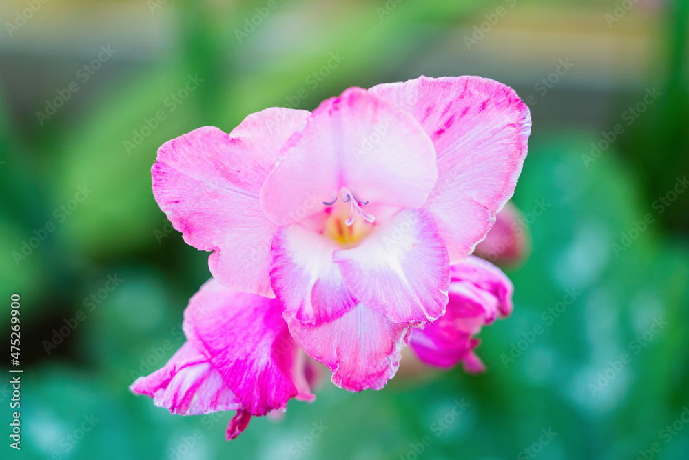 Decorative garden flower gladiolus pink, top view