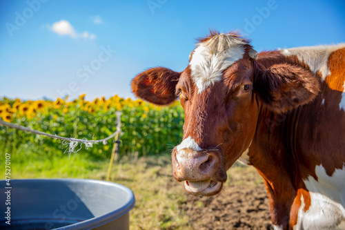 Vache laitière à l'abreuvoir, portrait de bovin avec humour. © Thierry RYO