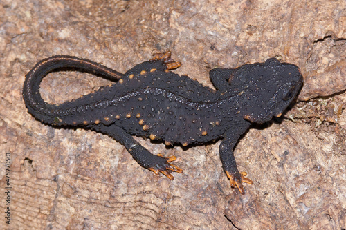 Closeup on the critically endangered Anderson's salamander, Echinotriton andersoni endemic to Japan photo