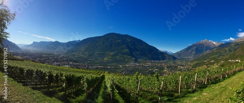 vineyard in the Italian mountains