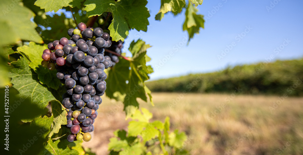 Naklejka premium Grappe de raisin noir dans un vignoble en France.