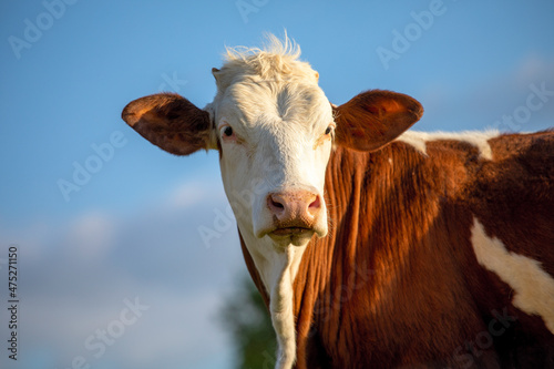 Vache de race laitière ou Normande au soleil dans les champs. © Thierry RYO